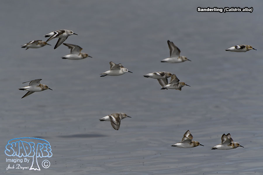 Sanderling - Calidris alba