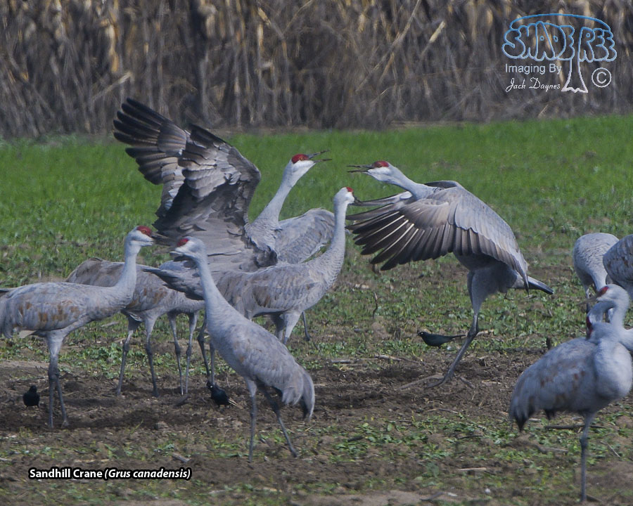 Sandhill Crane - Antigone canadensis