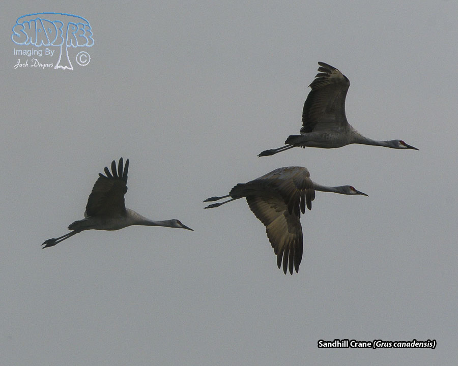 Sandhill Crane - Grus canadensis