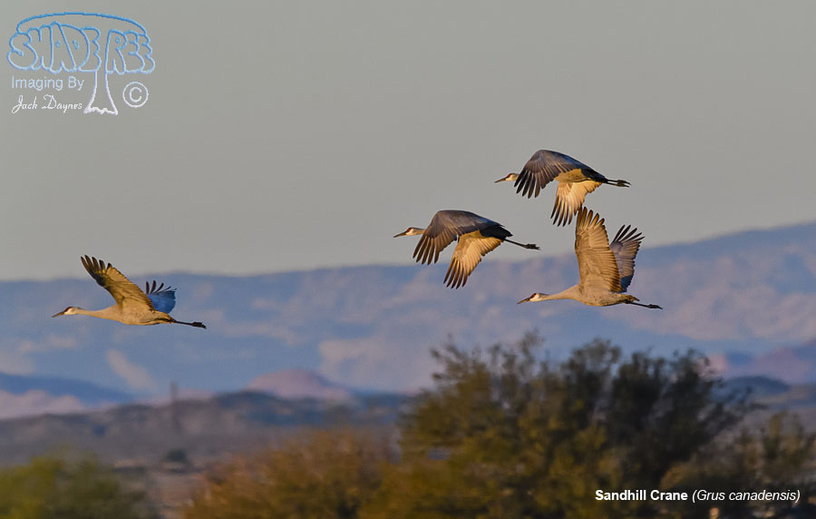 Sandhill Crane - Antigone canadensis