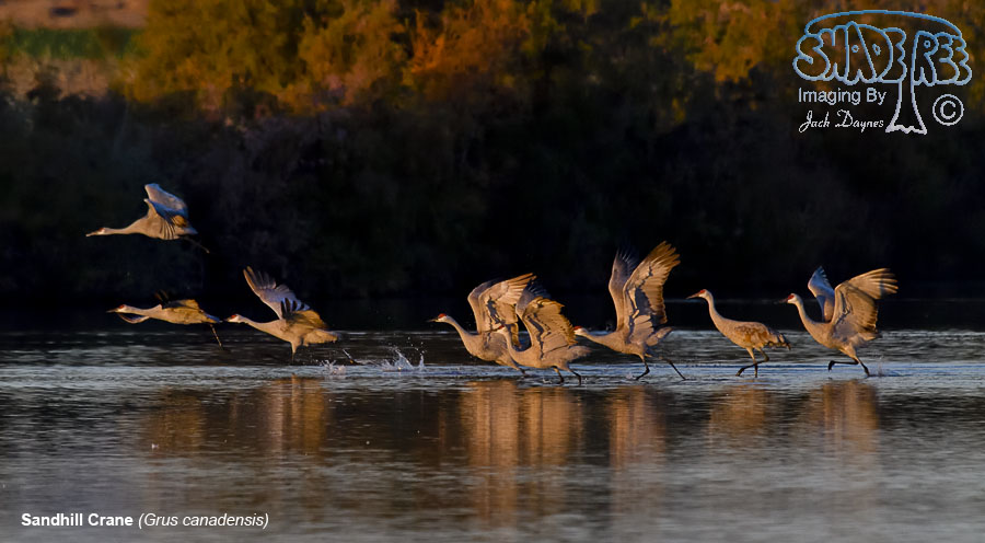 Sandhill Crane - Grus canadensis