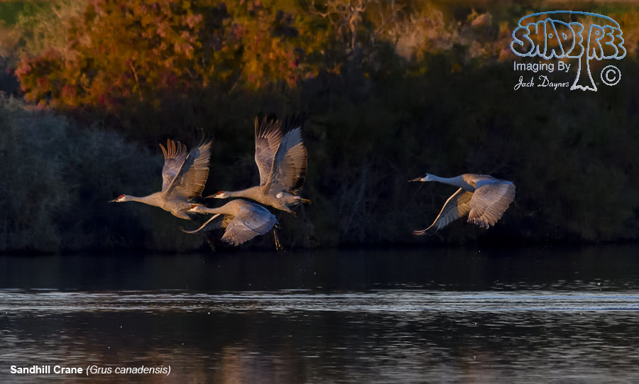 Sandhill Crane - Antigone canadensis