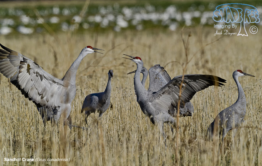 Sandhill Crane - Antigone canadensis