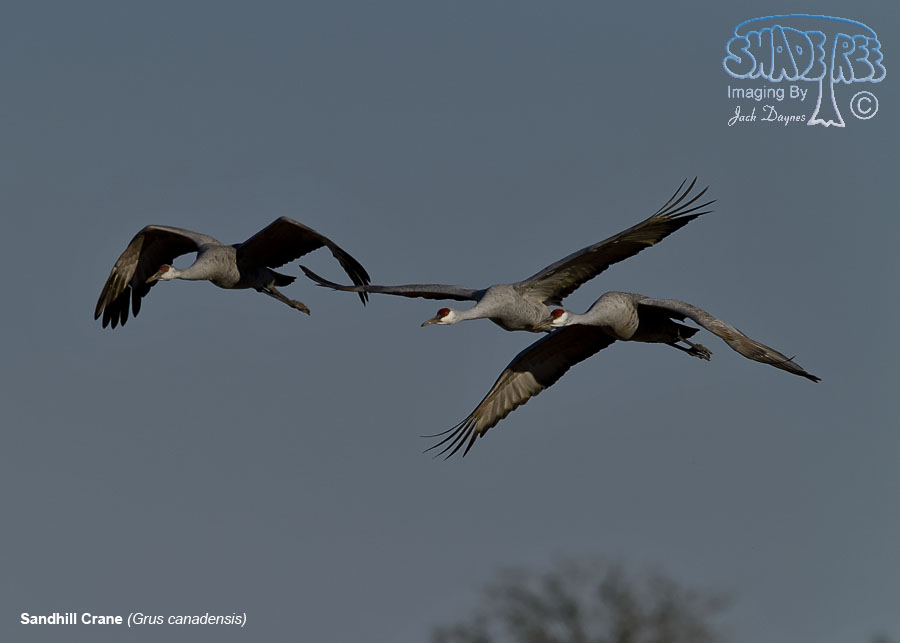 Sandhill Crane - Antigone canadensis