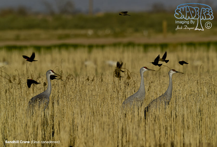 Sandhill Crane - Antigone canadensis