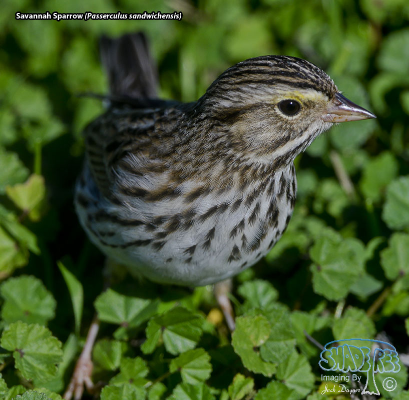 Savannah Sparrow - Passerculus sandwichensis
