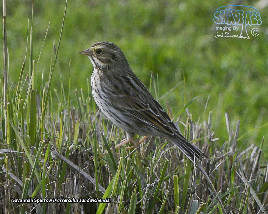 Savannah Sparrow - Passerculus sandwichensis