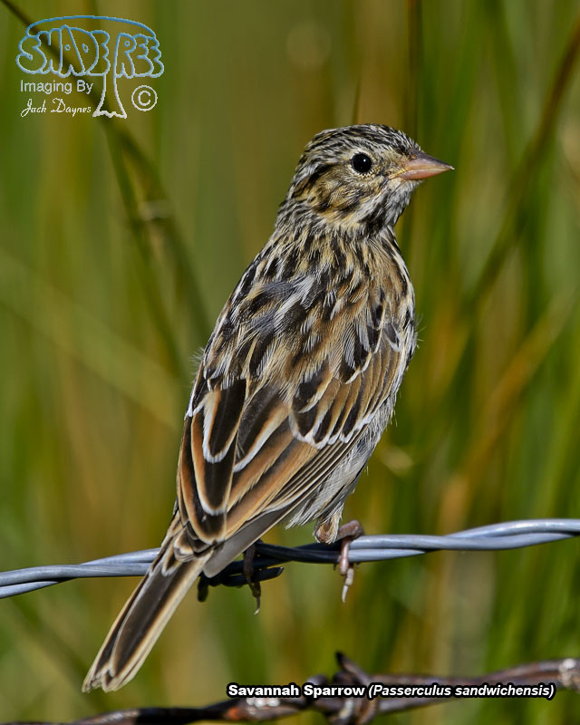 Savannah Sparrow - Passerculus sandwichensis
