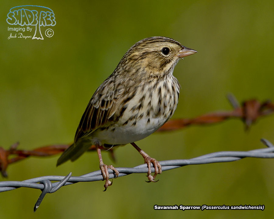 Savannah Sparrow - Passerculus sandwichensis
