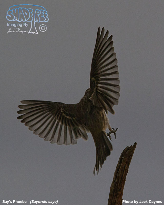 Say's Phoebe - Sayornis saya