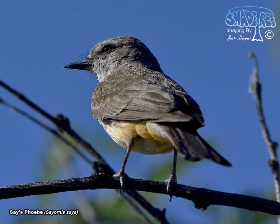 Say's Phoebe - Sayornis saya