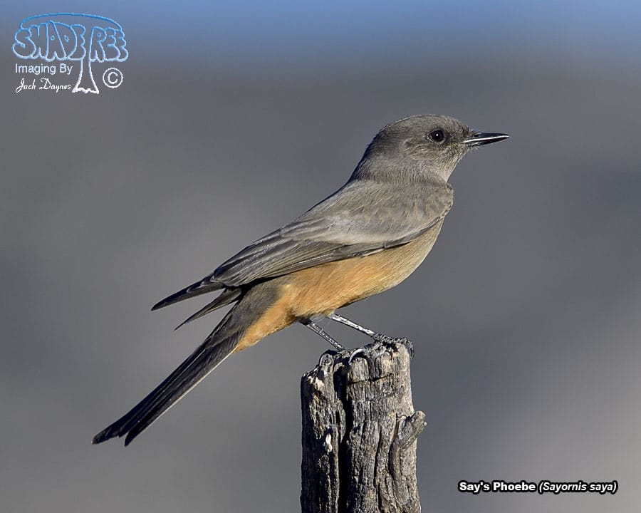 Say's Phoebe - Sayornis saya