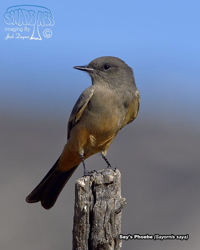 Say's Phoebe - Sayornis saya