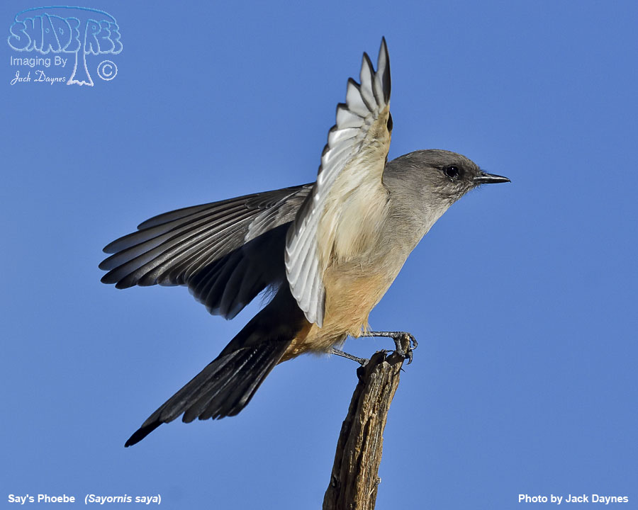 Say's Phoebe - Sayornis saya