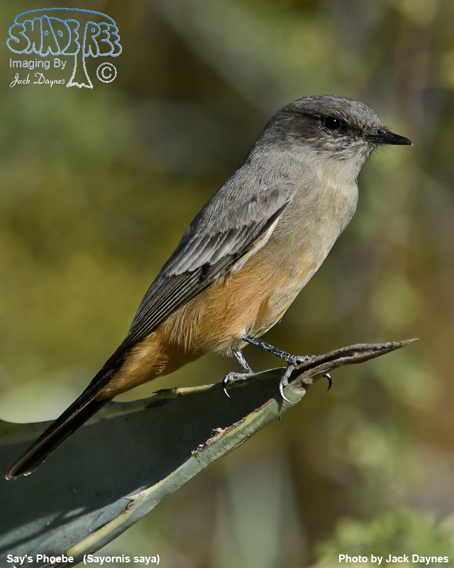 Say's Phoebe - Sayornis saya