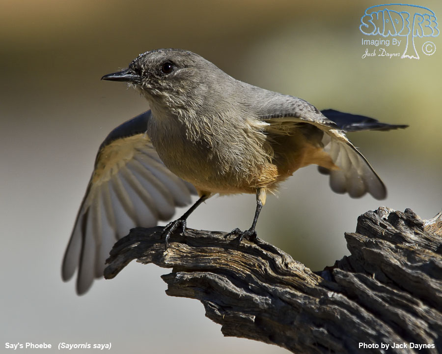 Say's Phoebe - Sayornis saya