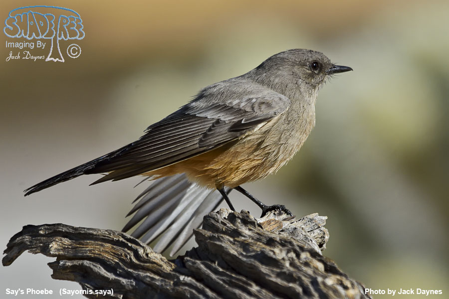 Say's Phoebe - Sayornis saya