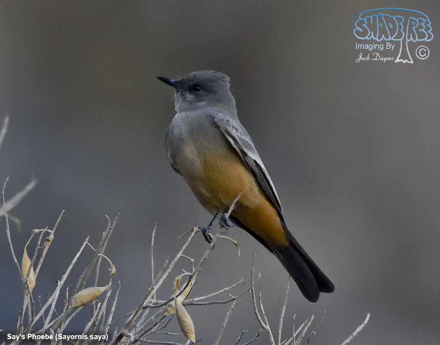 Say's Phoebe - Sayornis saya