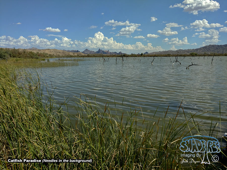 Catfish Paradise - Scenery