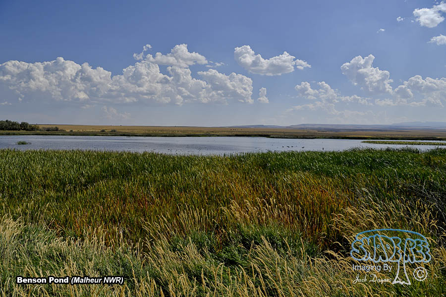 Benson Pond - Scenery