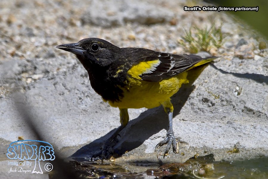 Scott's Oriole - Icterus parisorum