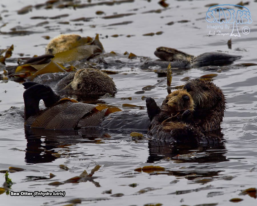 Sea Otter - Enhydra lutris