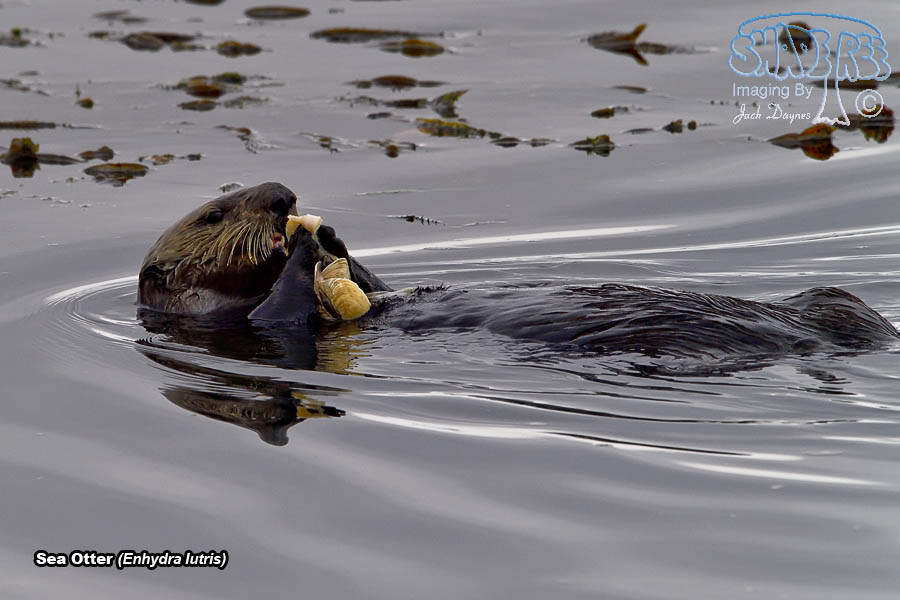 Sea Otter - Enhydra lutris