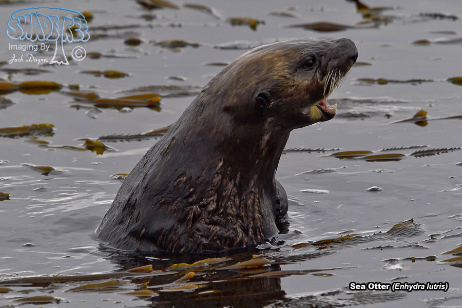 Sea Otter - Enhydra lutris