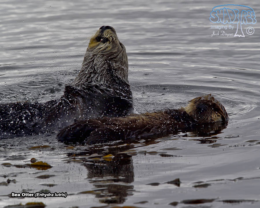 Sea Otter - Enhydra lutris
