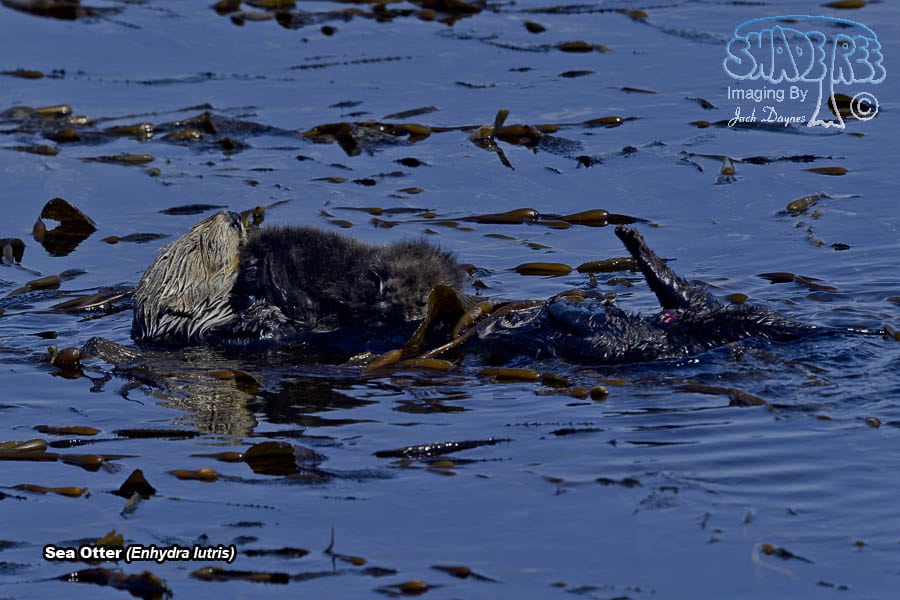 Sea Otter - Enhydra lutris