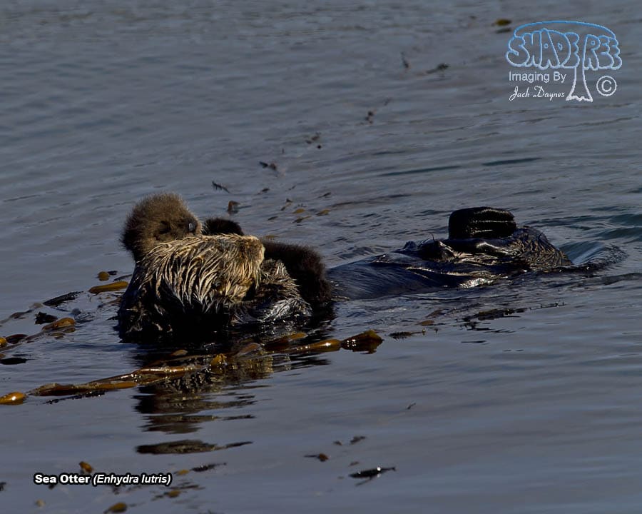 Sea Otter - Enhydra lutris