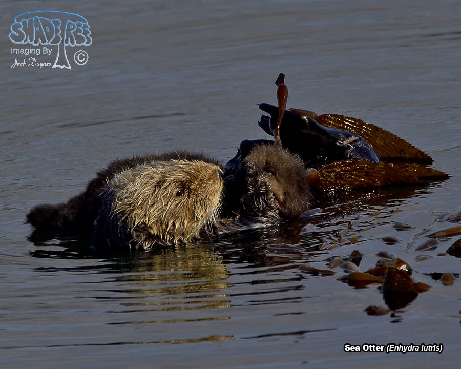 Sea Otter - Enhydra lutris