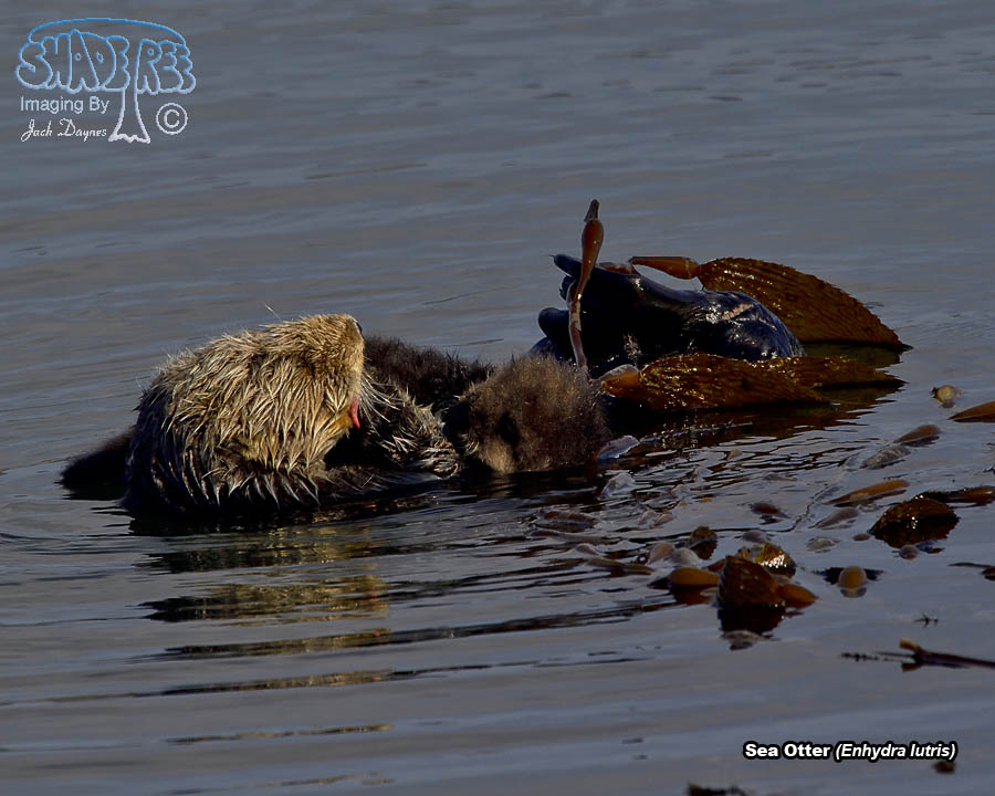 Sea Otter - Enhydra lutris