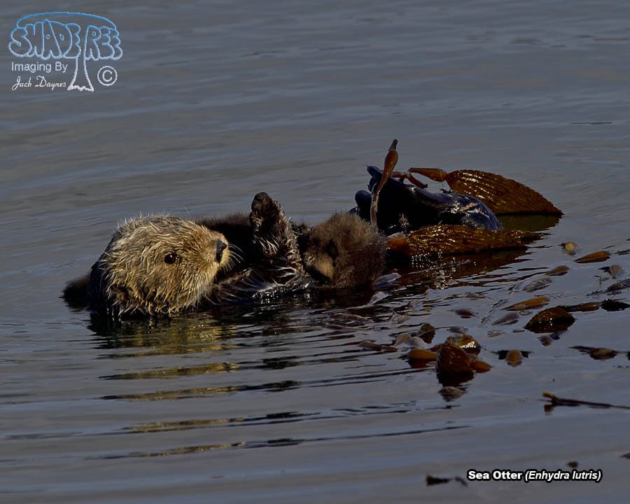 Sea Otter - Enhydra lutris