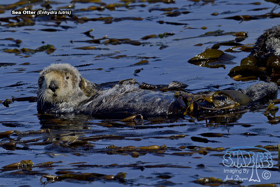 Sea Otter - Enhydra lutris