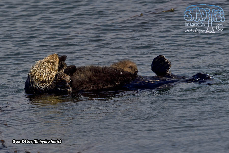 Sea Otter - Enhydra lutris