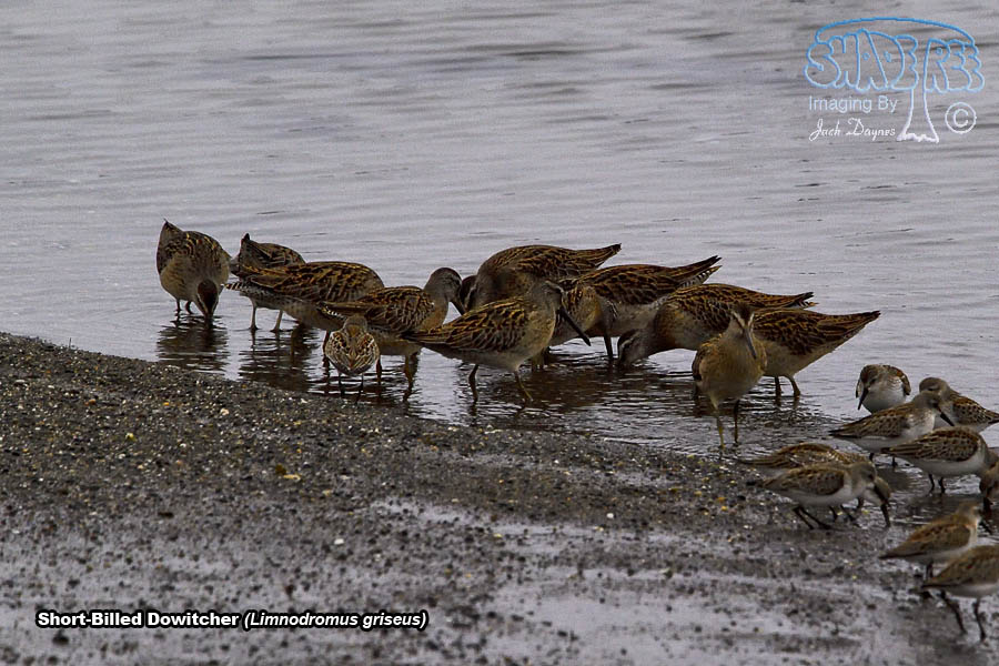 Short-Billed Dowitcher - Limnodromus griseus