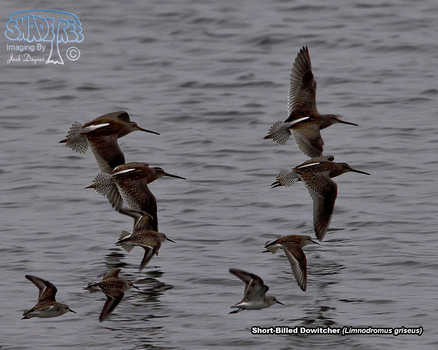Short-Billed Dowitcher - Limnodromus griseus