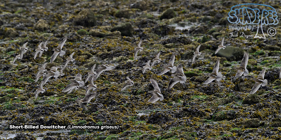 Short-Billed Dowitcher - Limnodromus griseus