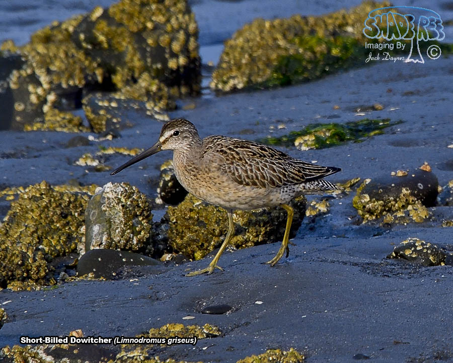 Short-Billed Dowitcher - Limnodromus griseus