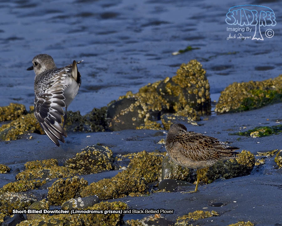 Short-Billed Dowitcher - Limnodromus griseus