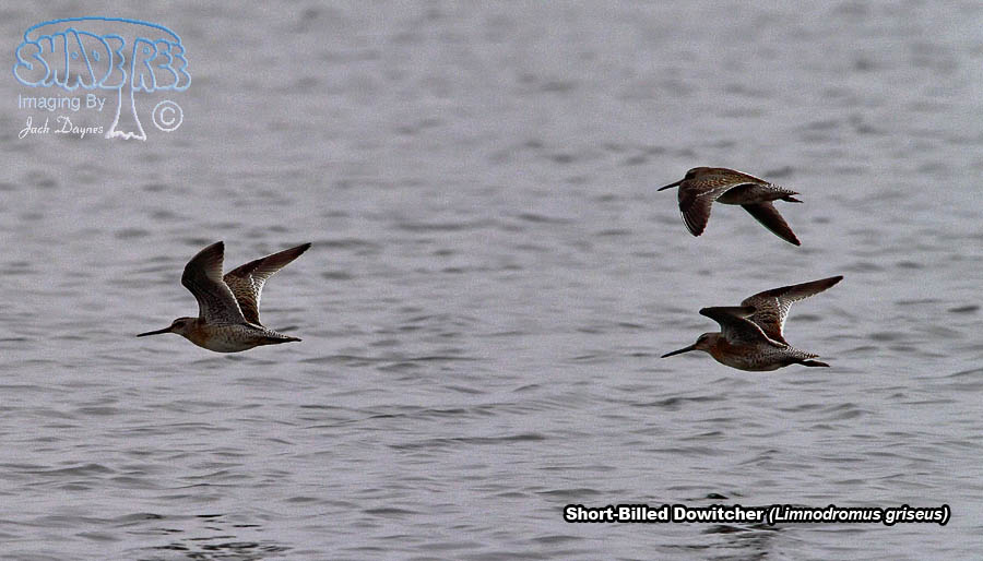 Short-Billed Dowitcher - Limnodromus griseus