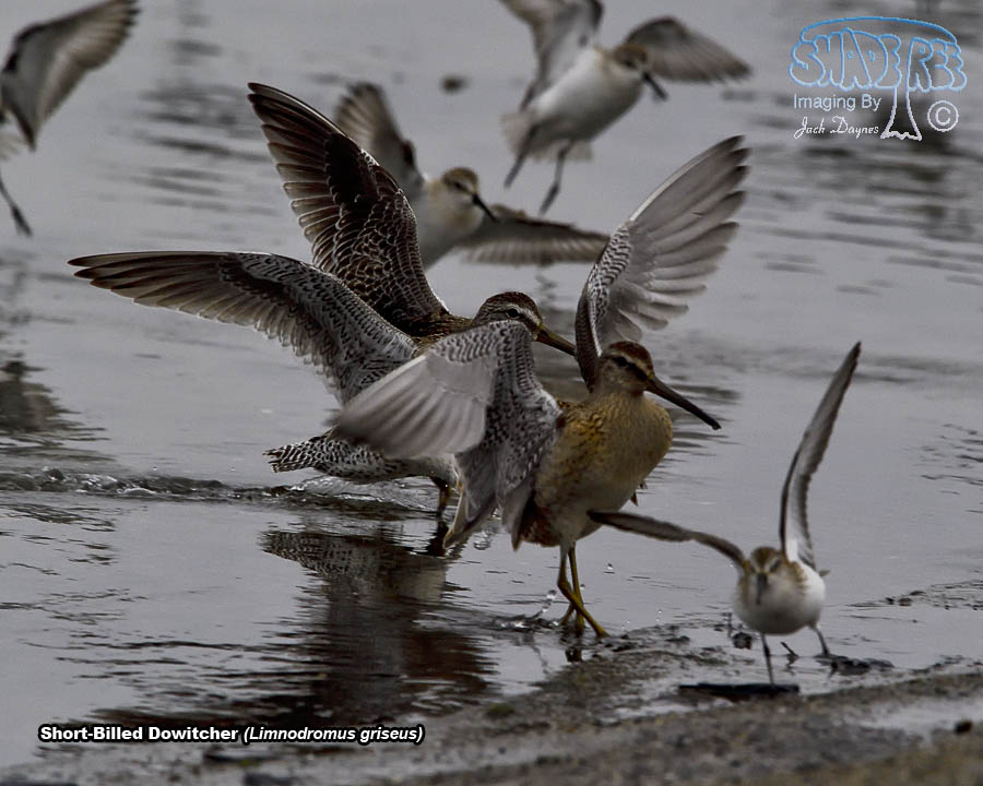 Short-Billed Dowitcher - Limnodromus griseus