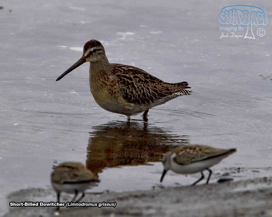 Short-Billed Dowitcher - Limnodromus griseus