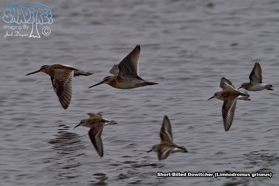 Short-Billed Dowitcher - Limnodromus griseus