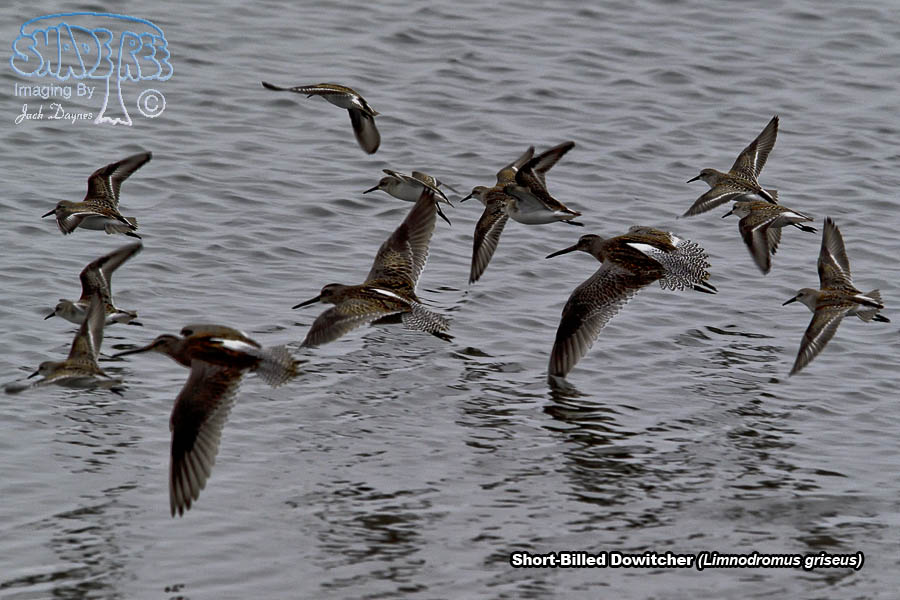 Short-Billed Dowitcher - Limnodromus griseus