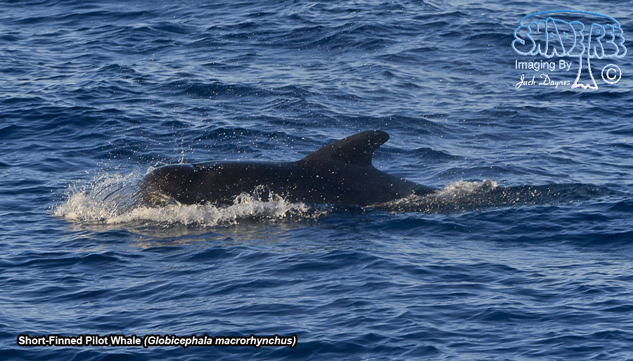 Short-Finned Pilot Whale - Globicephala macrorhynchus