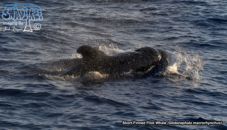 Short-Finned Pilot Whale - Globicephala macrorhynchus