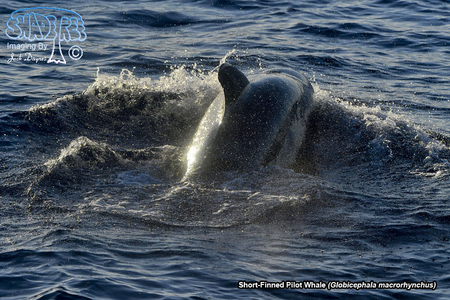 Short-Finned Pilot Whale - Globicephala macrorhynchus