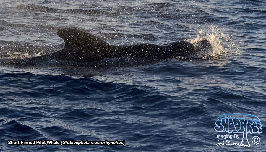 Short-Finned Pilot Whale - Globicephala macrorhynchus
